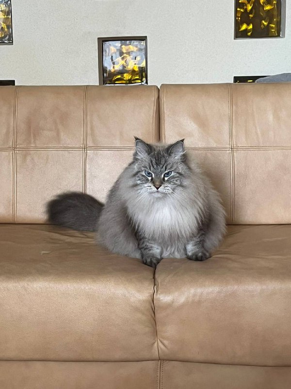 Подробнее о статье Ну что вы такие серьезные)#lifeПрямо как мой кот на этом фото:) его расчесали, и он стал пушистым и